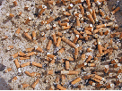 pollution des mégots